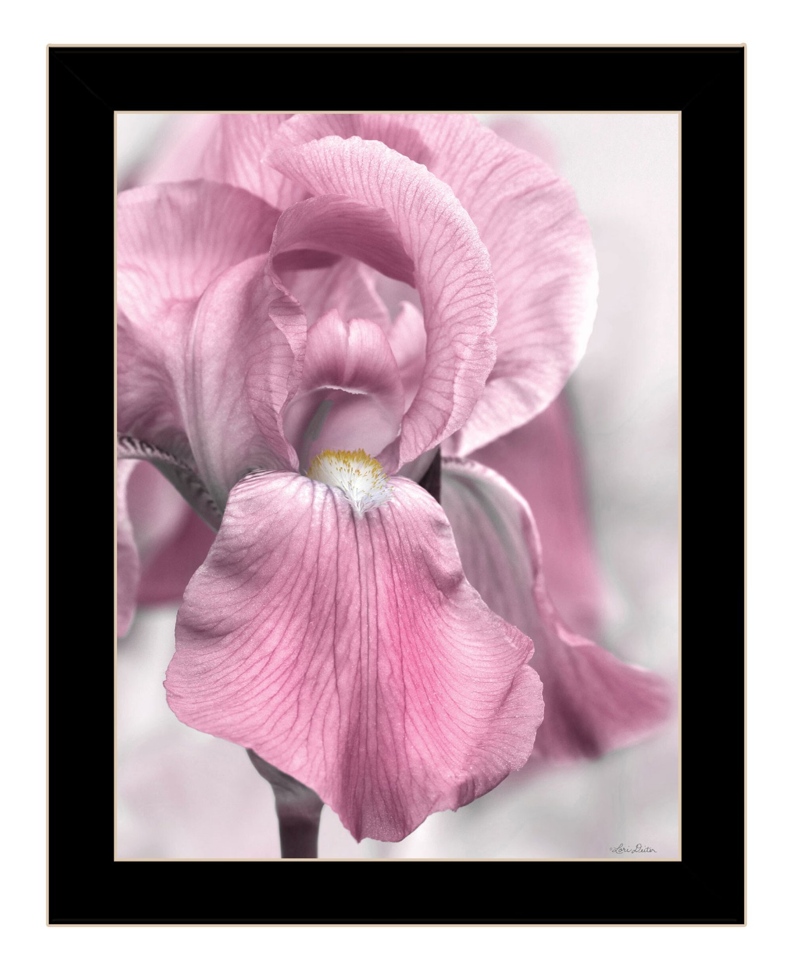 Pink Iris Black Framed Print Wall Art - Image 3