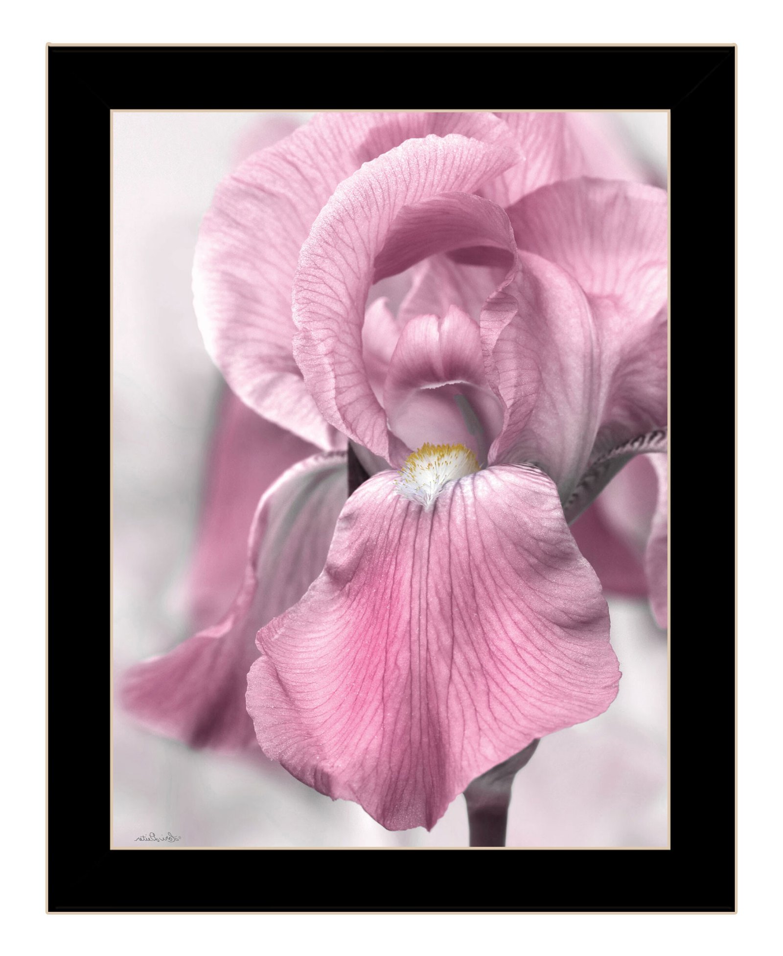 Pink Iris Black Framed Print Wall Art - Image 4